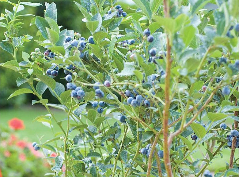 Blueberry 'Chandler'