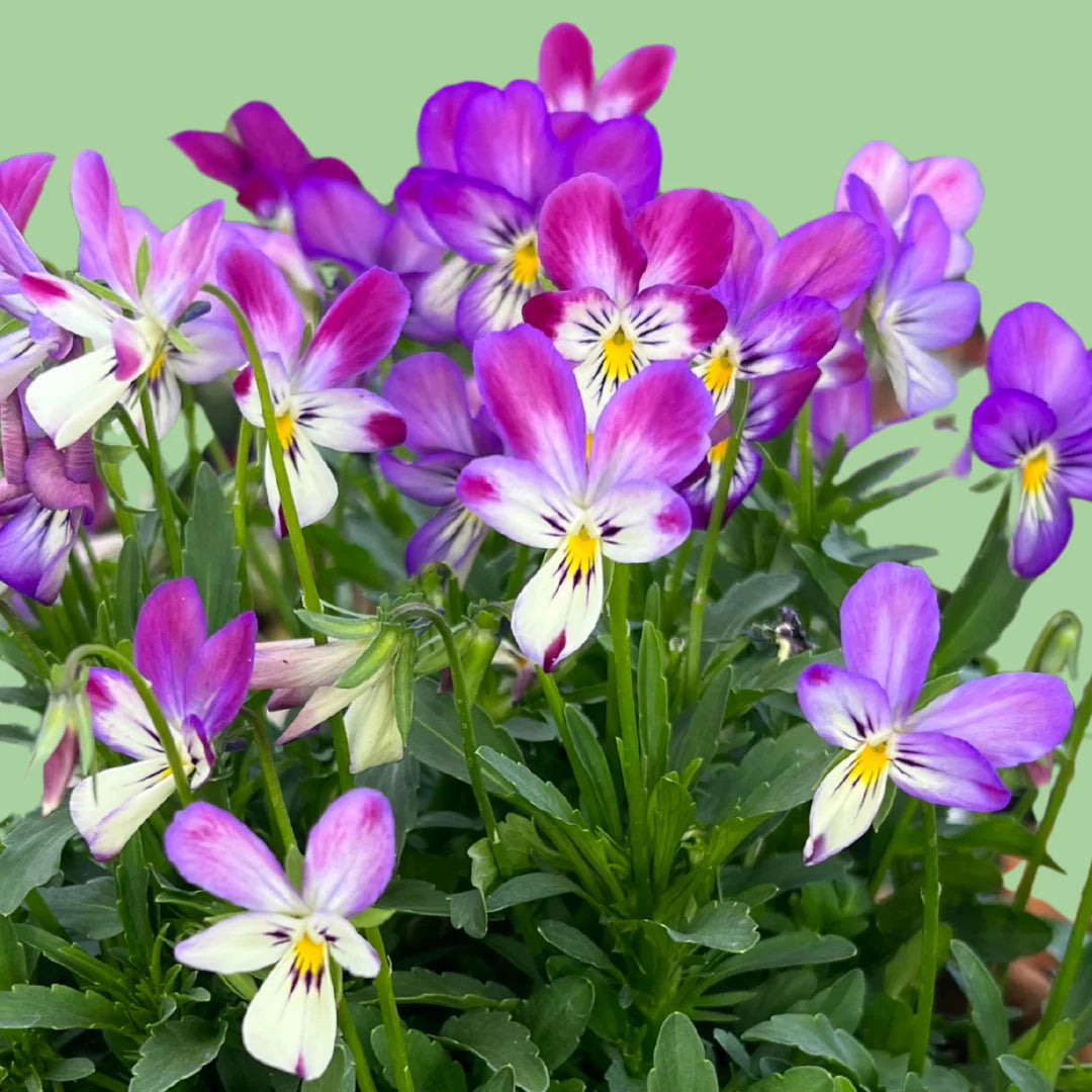 Viola 'Bunny ear' seeds