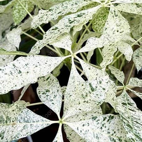 Variegated Money Tree Pachira Glabra 'Milky Way'
