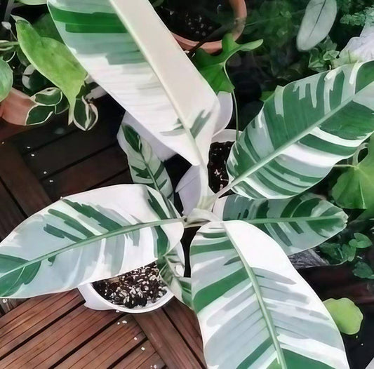 Musa "Ae Ae" Variegated Albo Banana