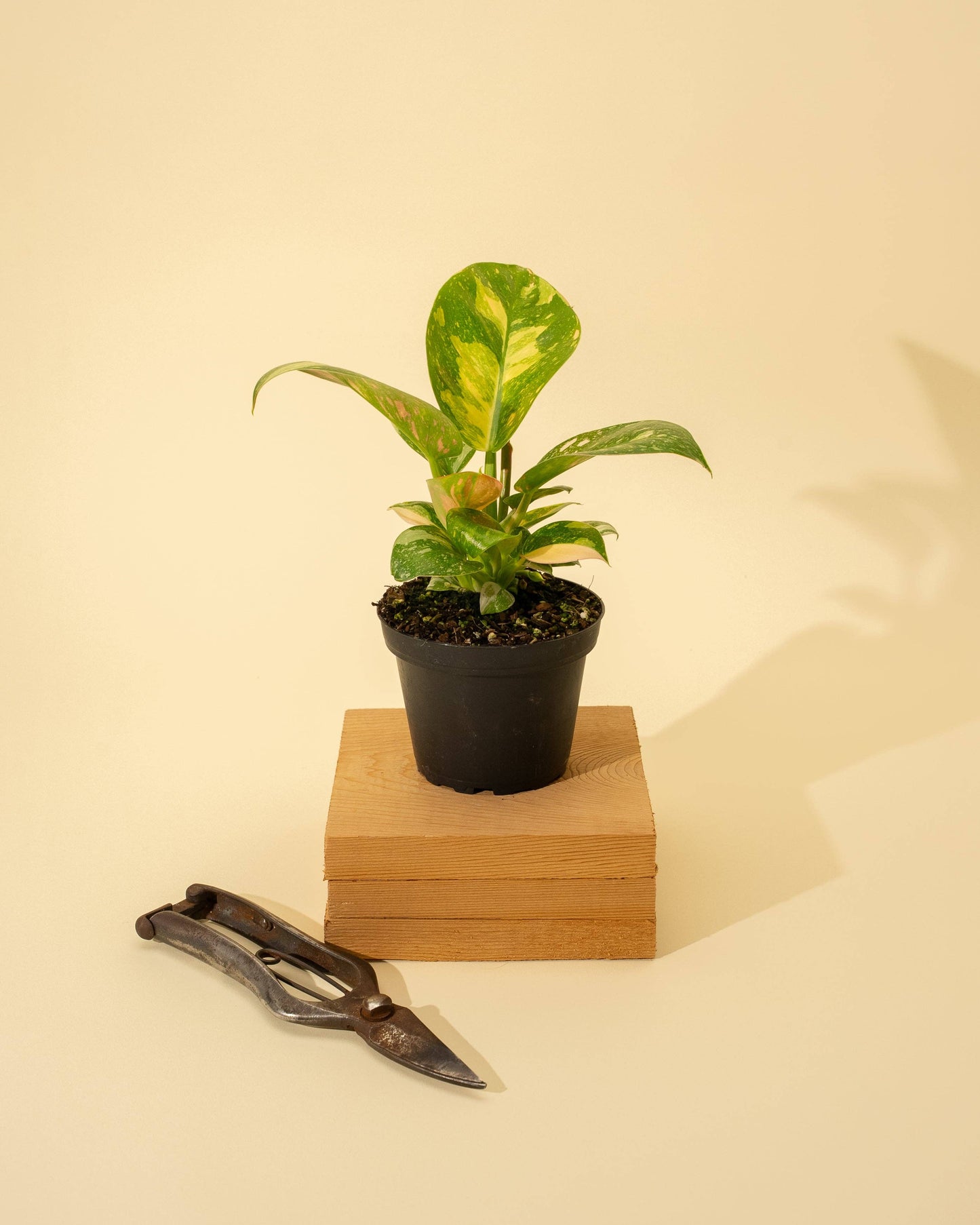 4" Variegated Philodendron Green Congo 'Copper Flame'