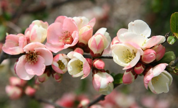 Flowering Quince 'Toyo Nishiki'
