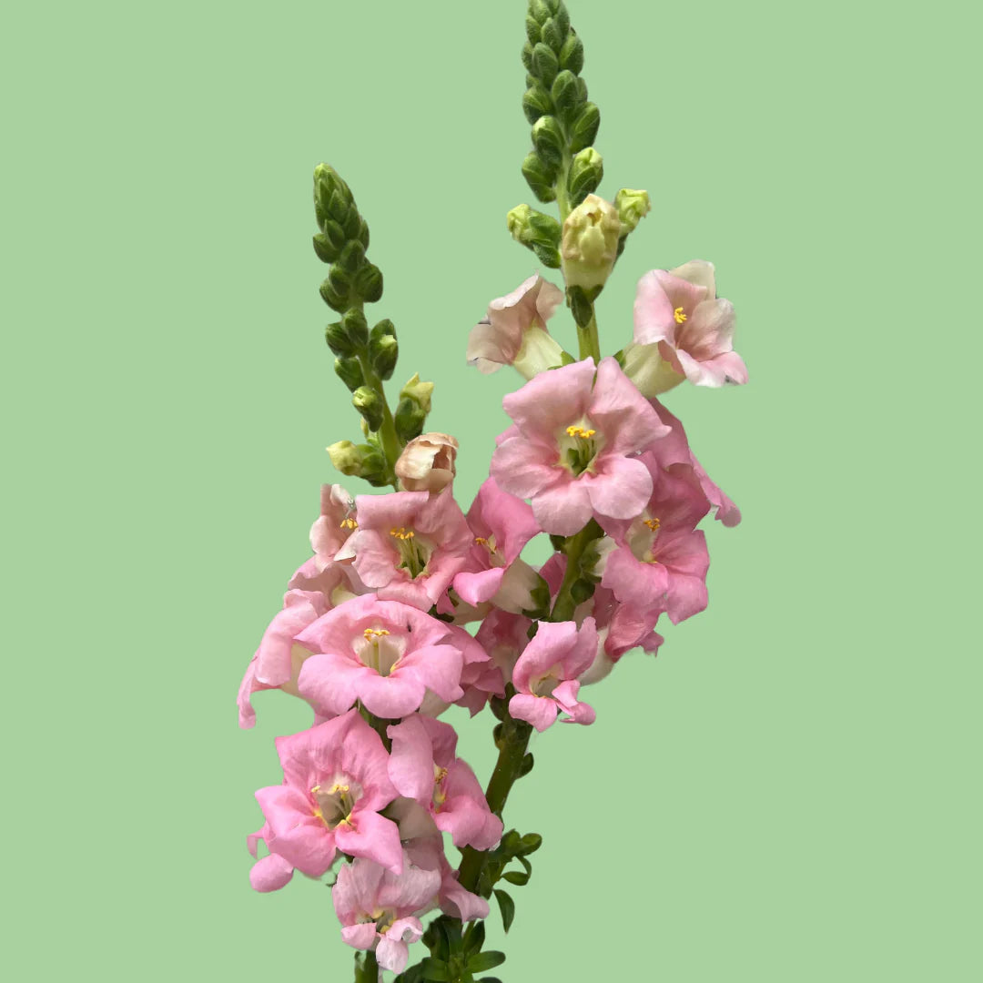 Chantilly 'light pink' snapdragon seeds