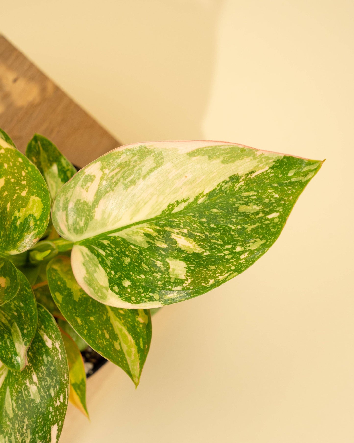 4" Variegated Philodendron Green Congo 'Copper Flame'