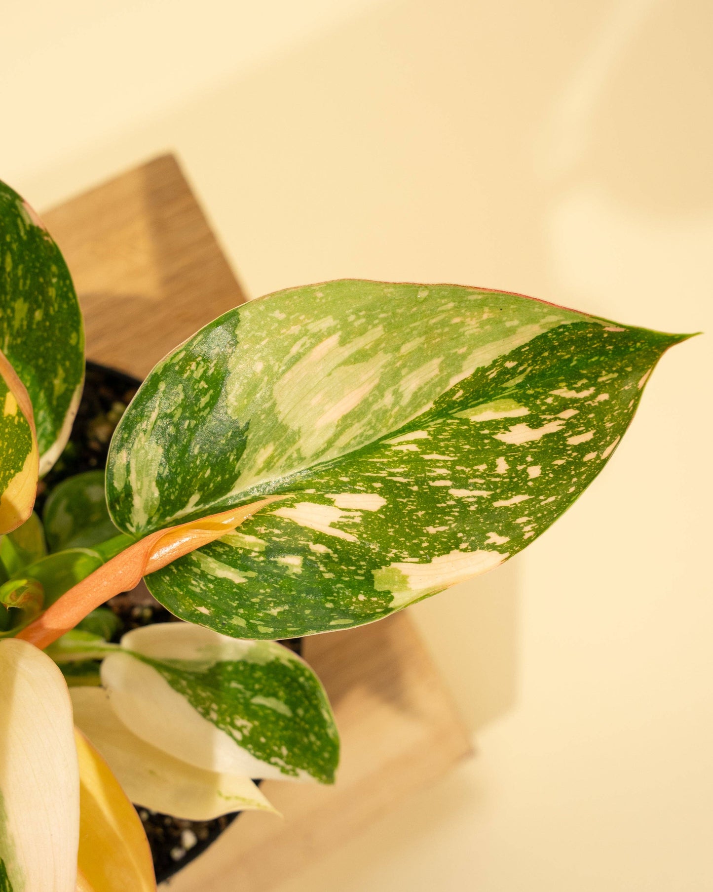 4" Variegated Philodendron Green Congo 'Copper Flame'