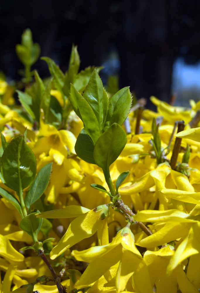 Yellow Forsythia