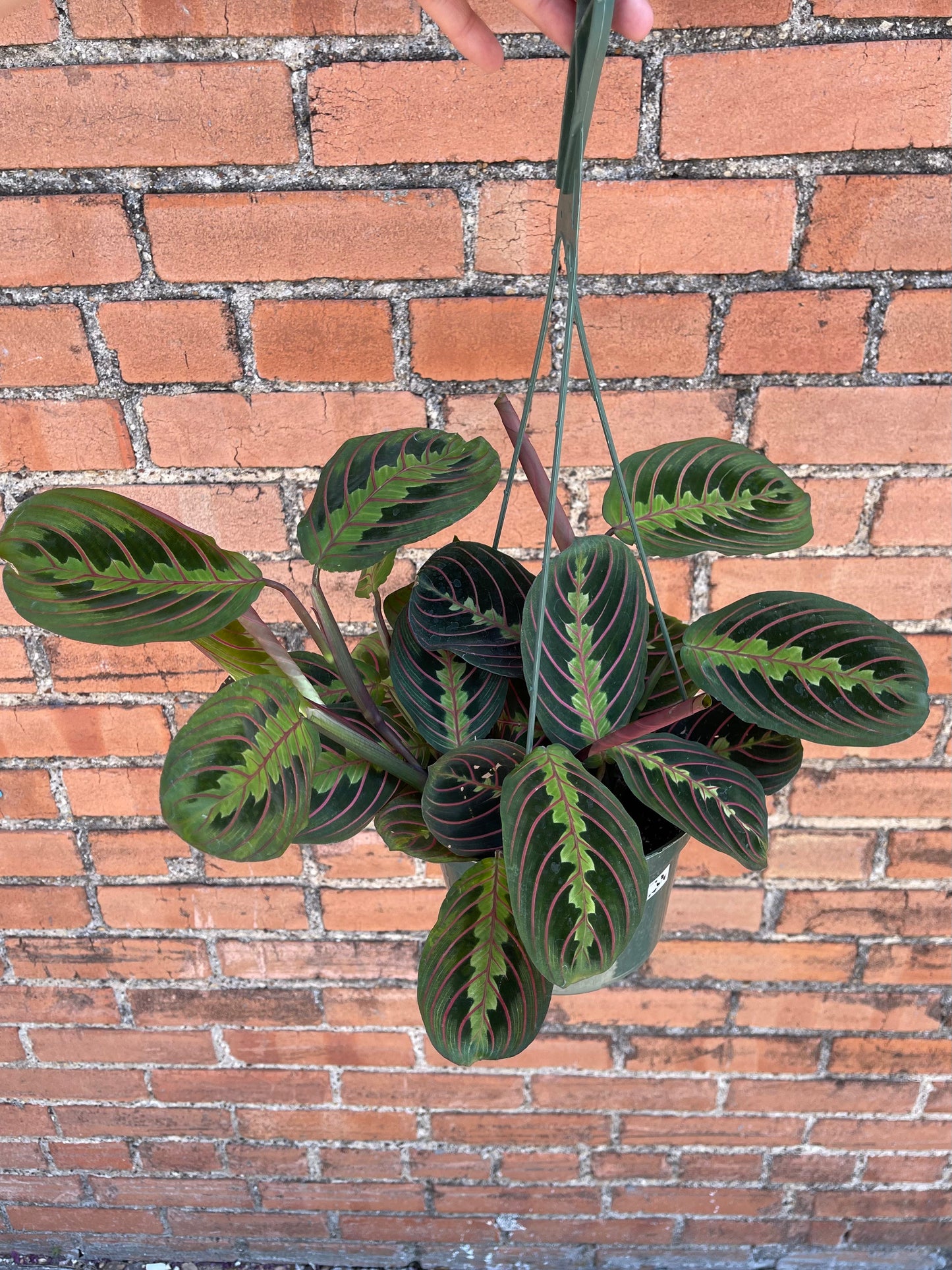 Maranta 'Red Prayer Plant'