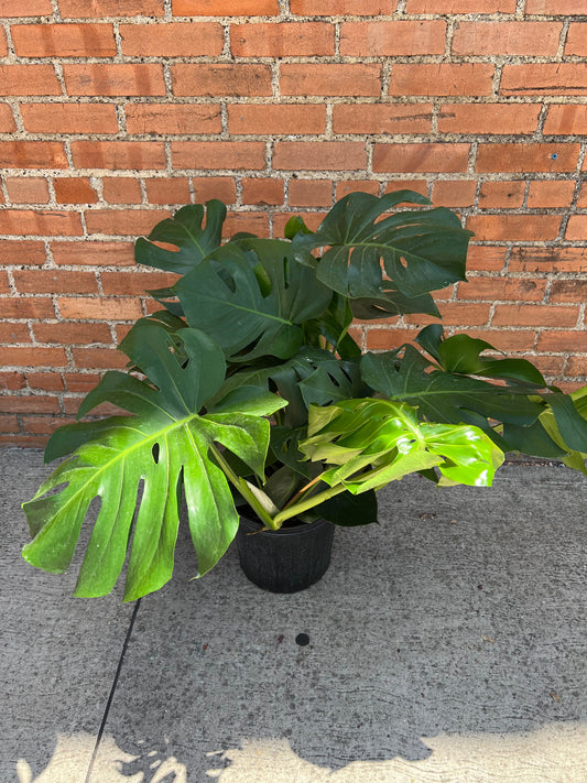 Monstera Deliciosa