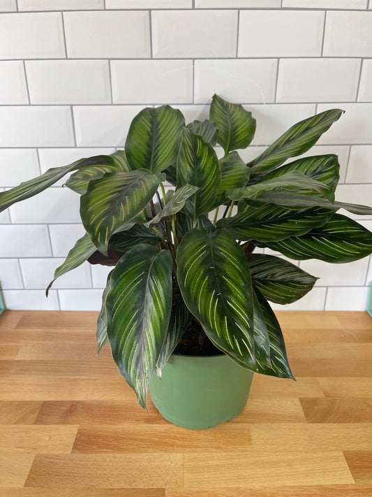 Calathea 'Beauty Star'