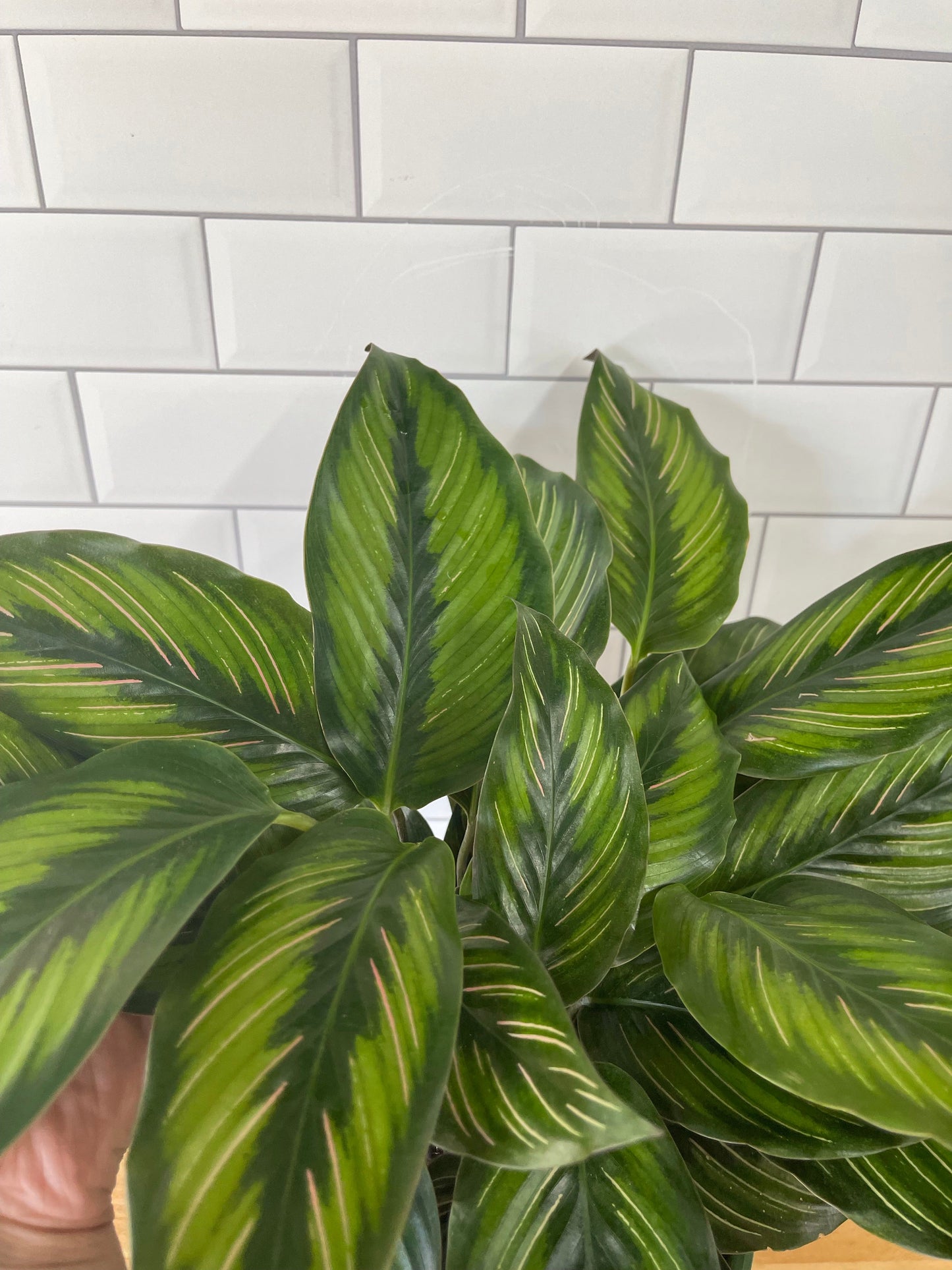 Calathea 'Beauty Star'