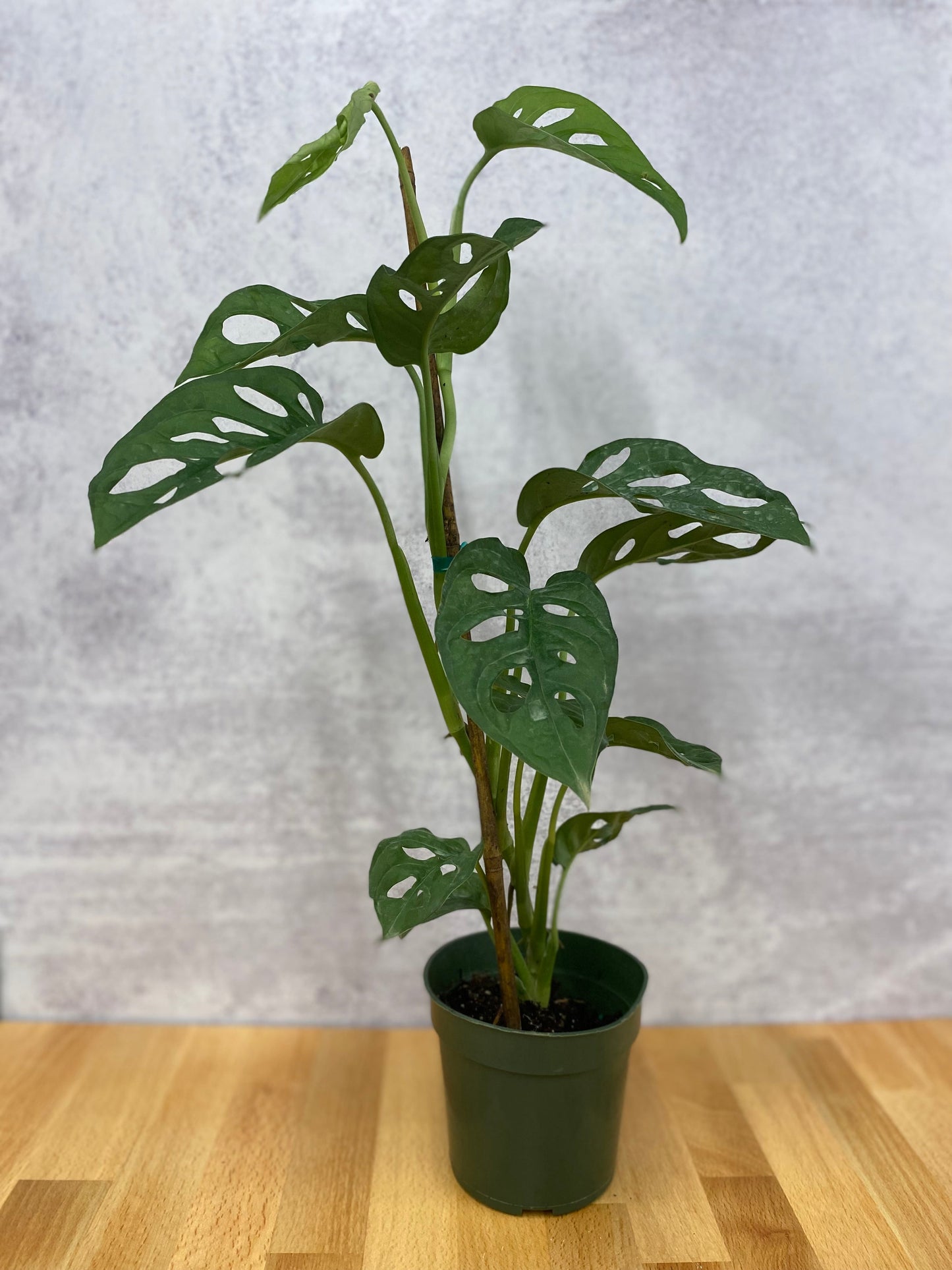Monstera Adansonii
