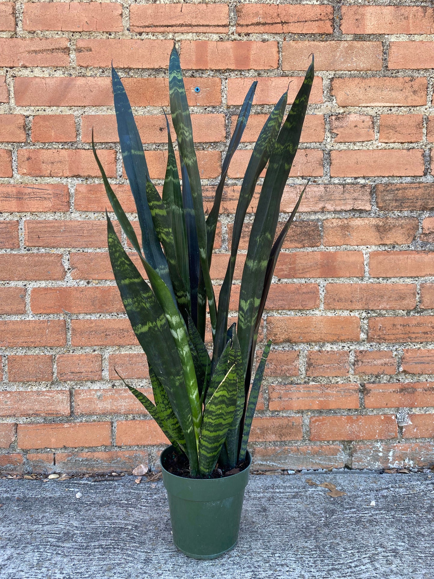 Snake Plant Black Coral