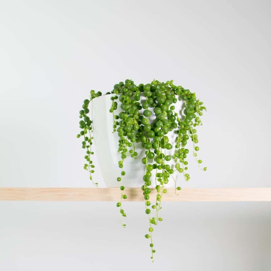 String of Pearls