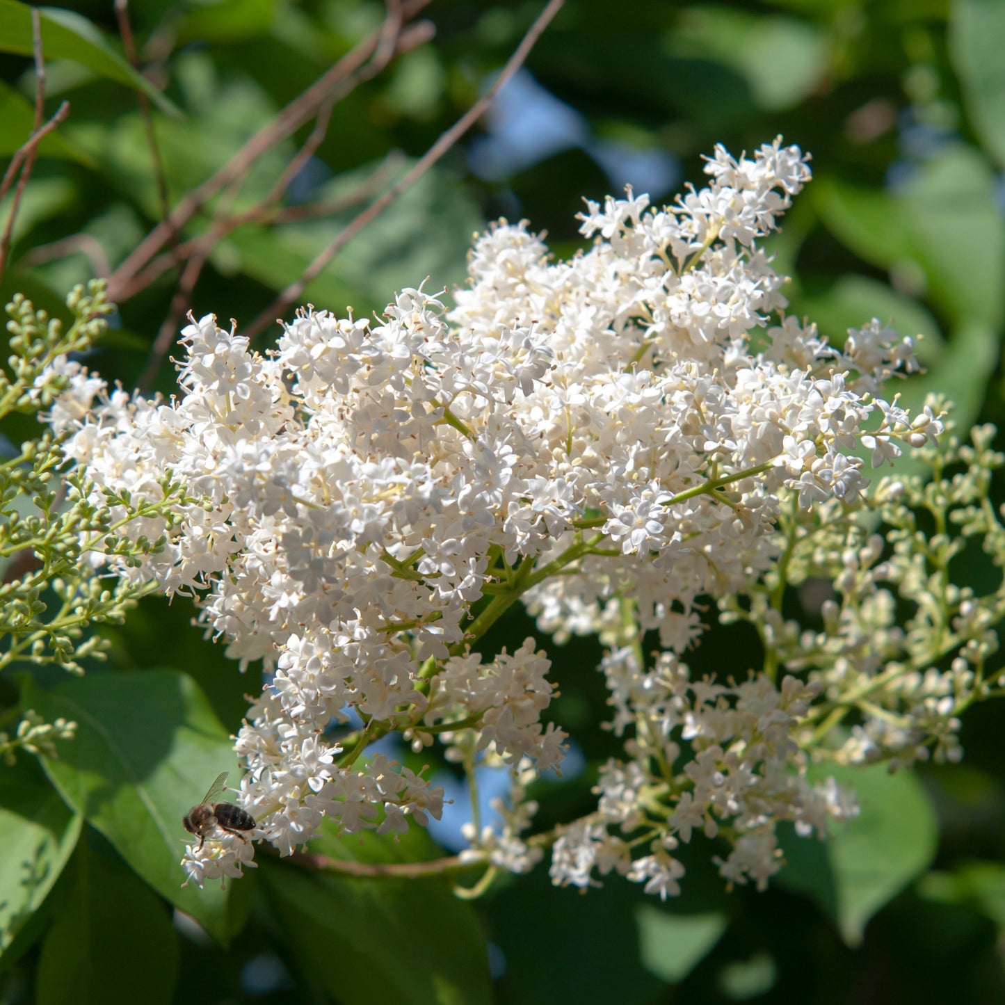 Japanese Lilac 'Ivory Silk Tree'