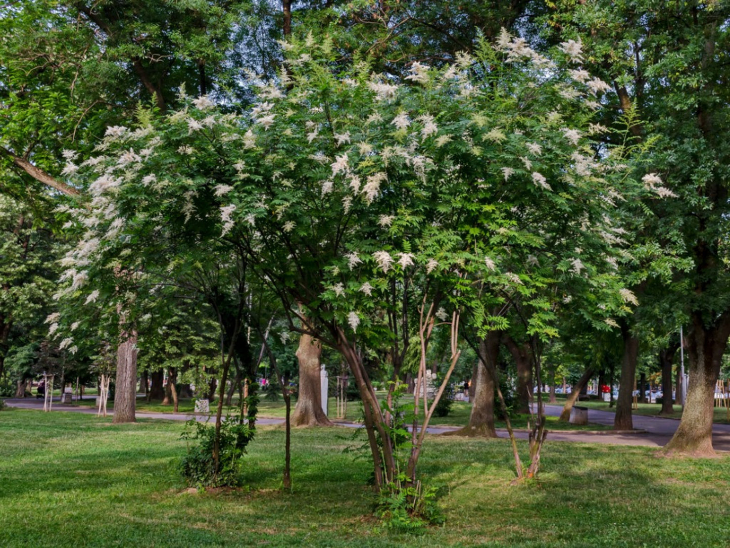 Japanese Lilac 'Ivory Silk Tree'