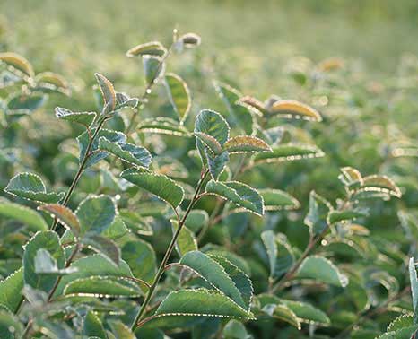 Allegheny Serviceberry