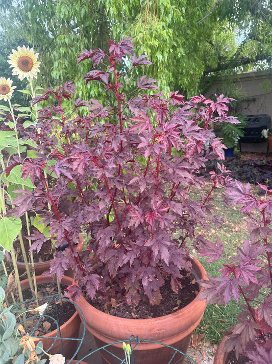 Mahogany Splendors Hibiscus Seeds