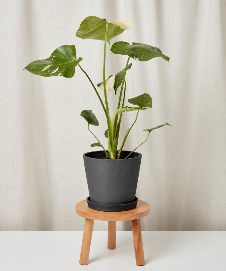 Monstera Thai Constellation