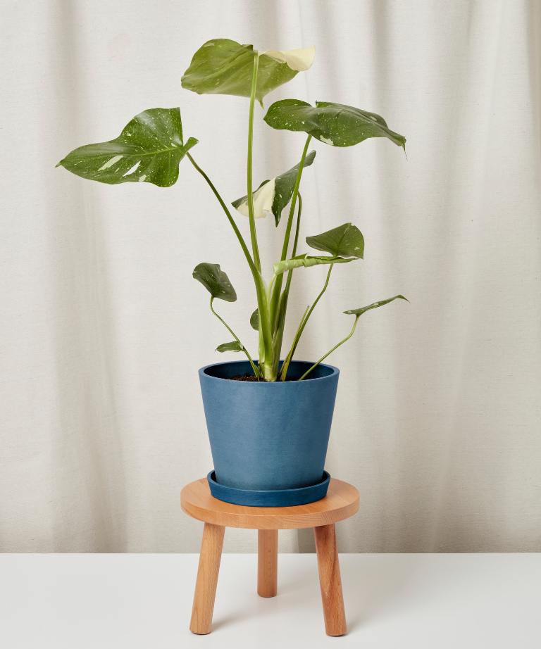 Monstera Thai Constellation