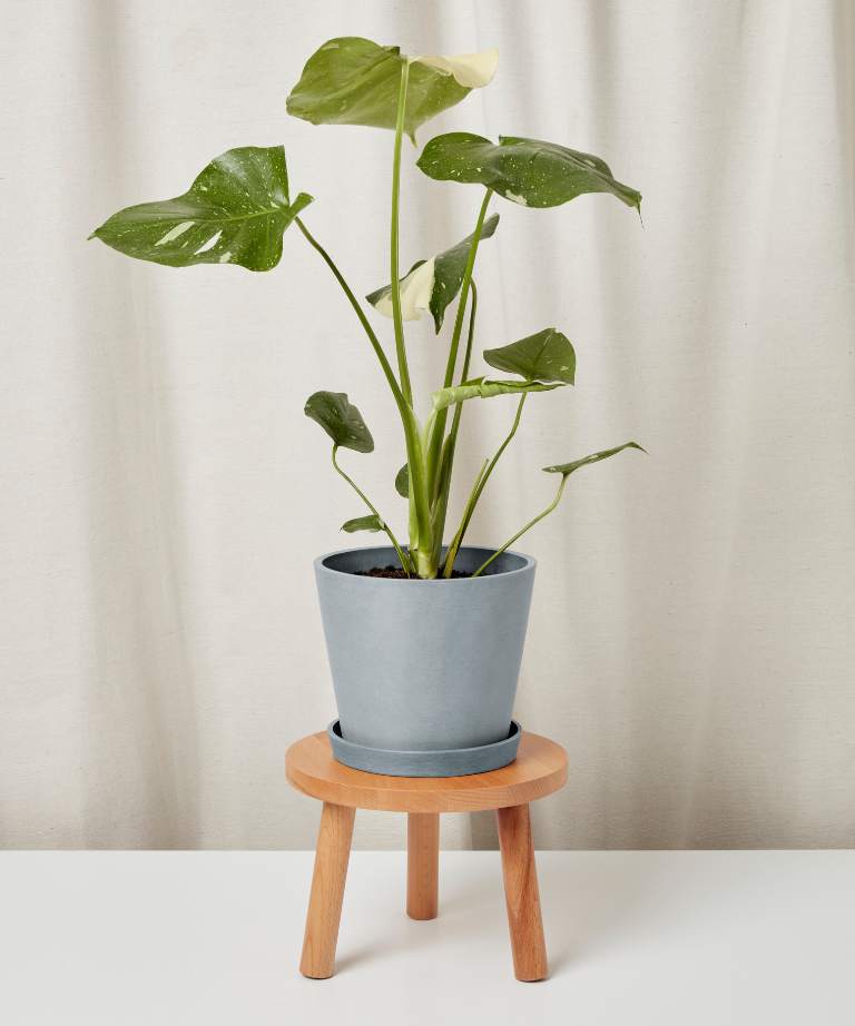 Monstera Thai Constellation