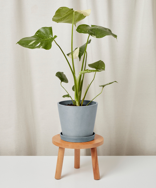 Monstera Thai Constellation
