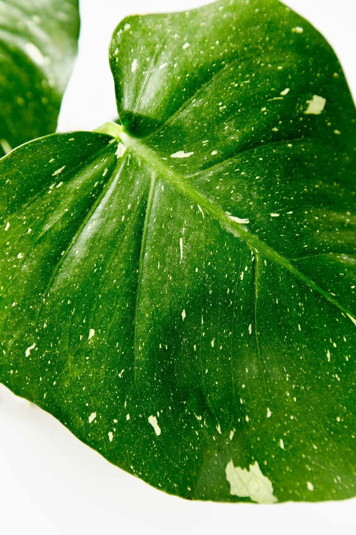 Monstera Thai Constellation