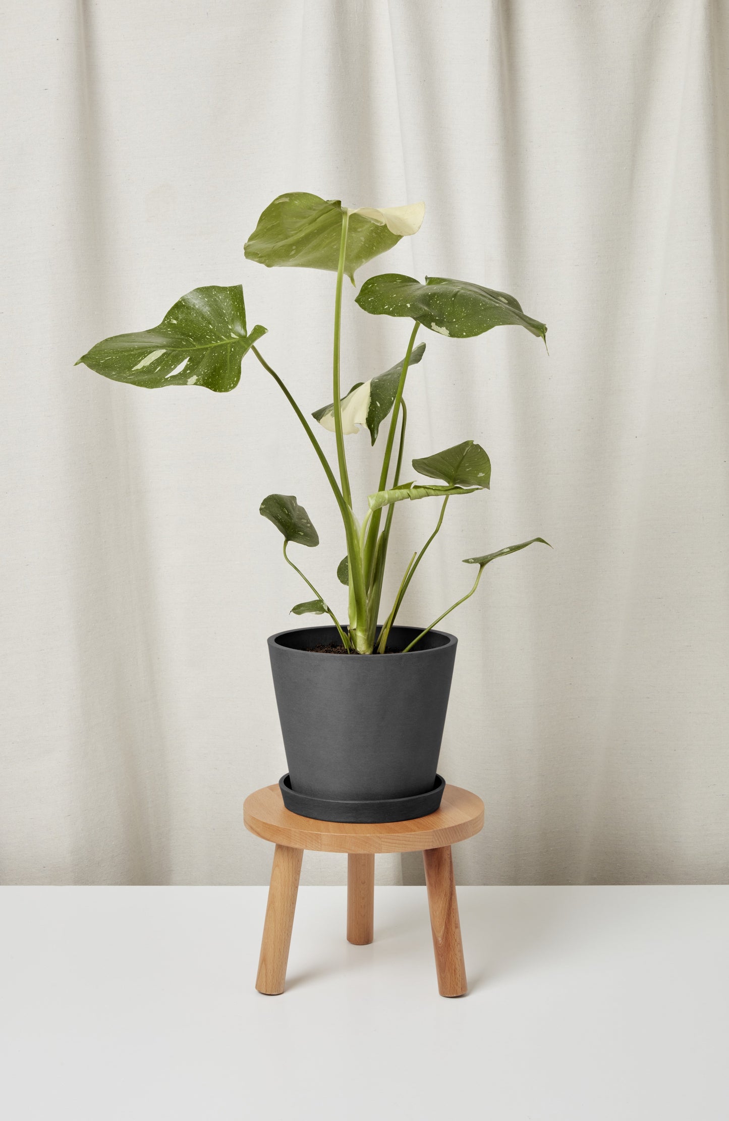 Monstera Thai Constellation