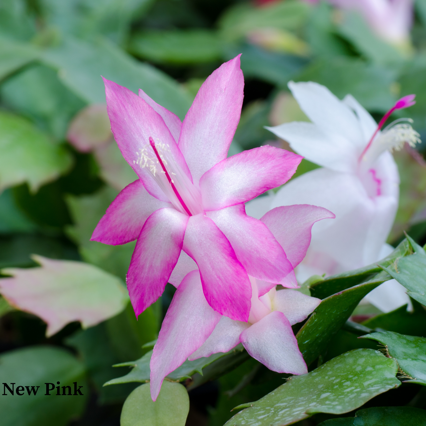 Thanksgiving Cactus - 'Christmas Cactus'