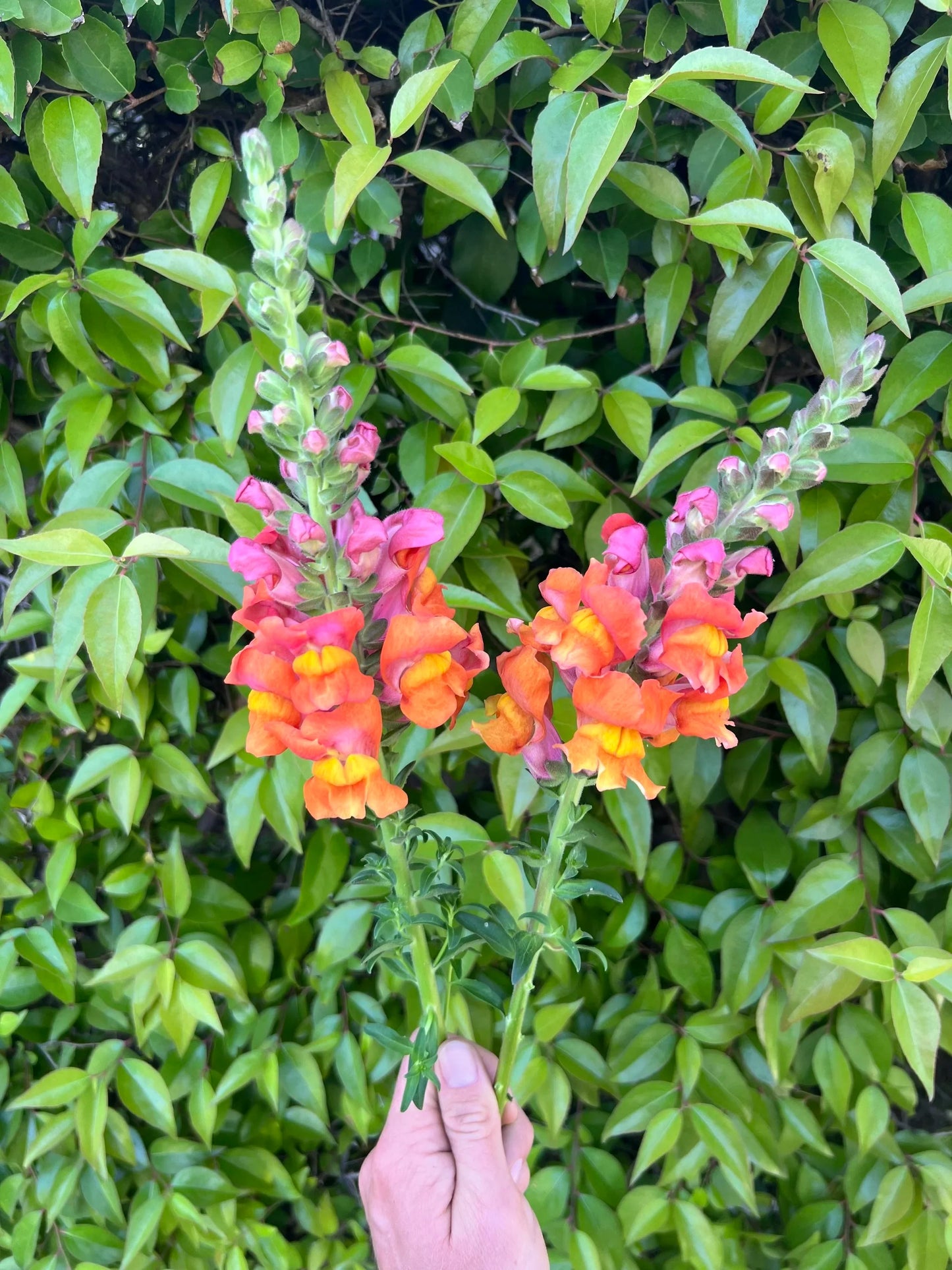 Snapdragon Potomac 'Orange' seeds
