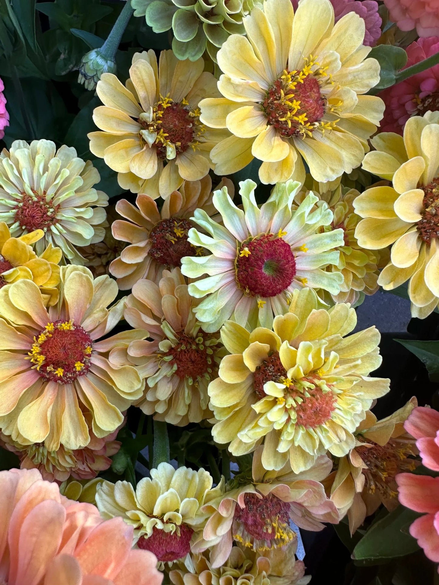 Zinnia Queen Lemon Peach seeds