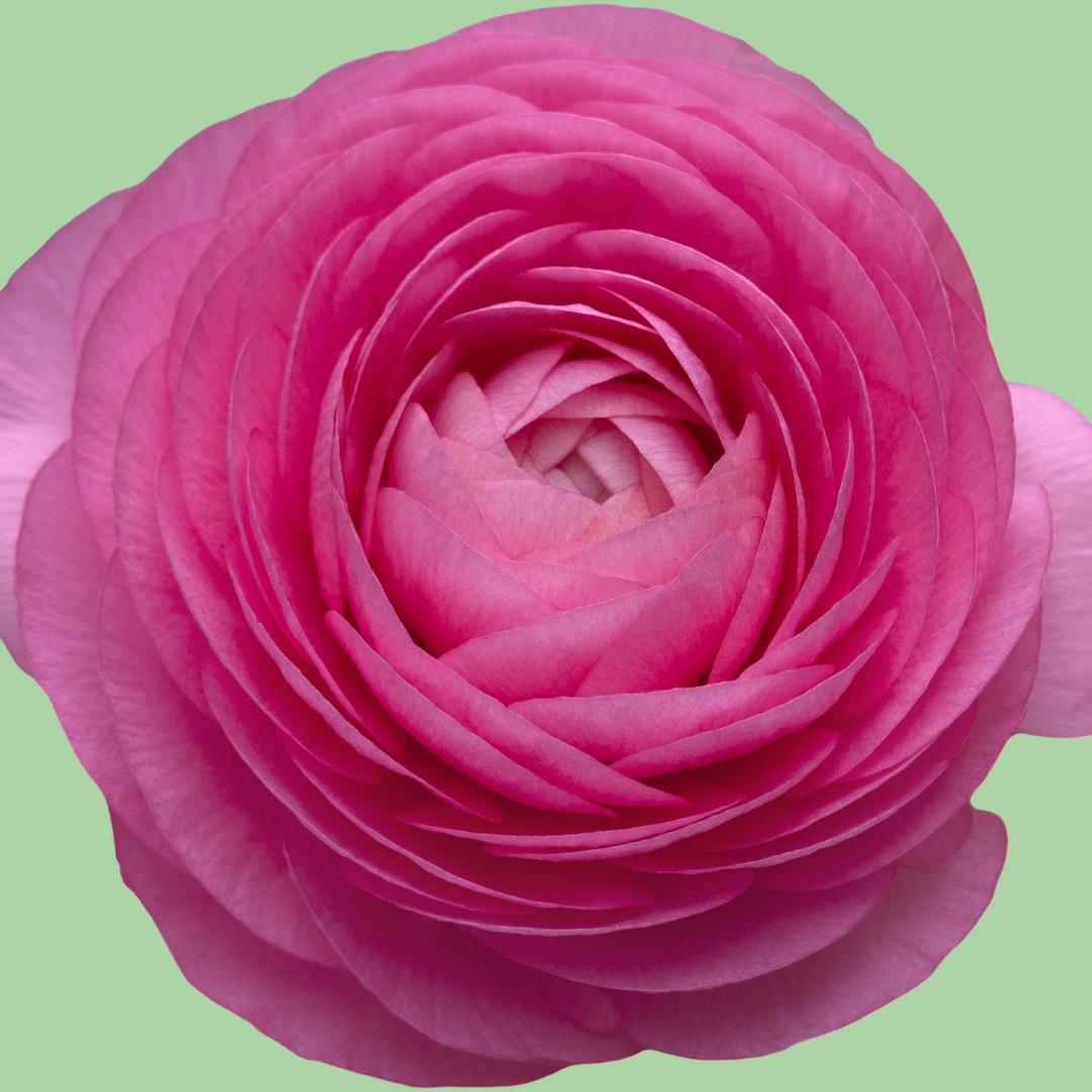 Ranunculus Amandine Barby
