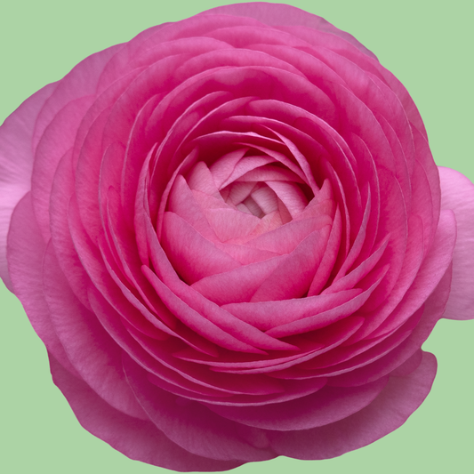 Ranunculus Amandine Barby