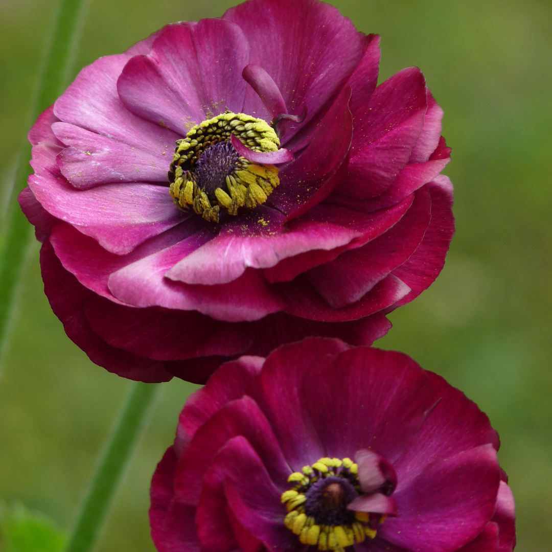Ranunculus Tecolote Purple