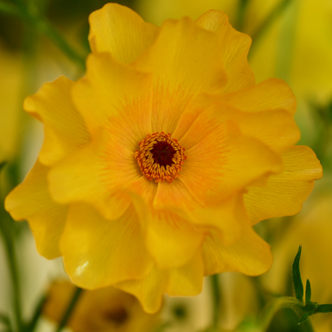 Butterfly ranunculus Charis