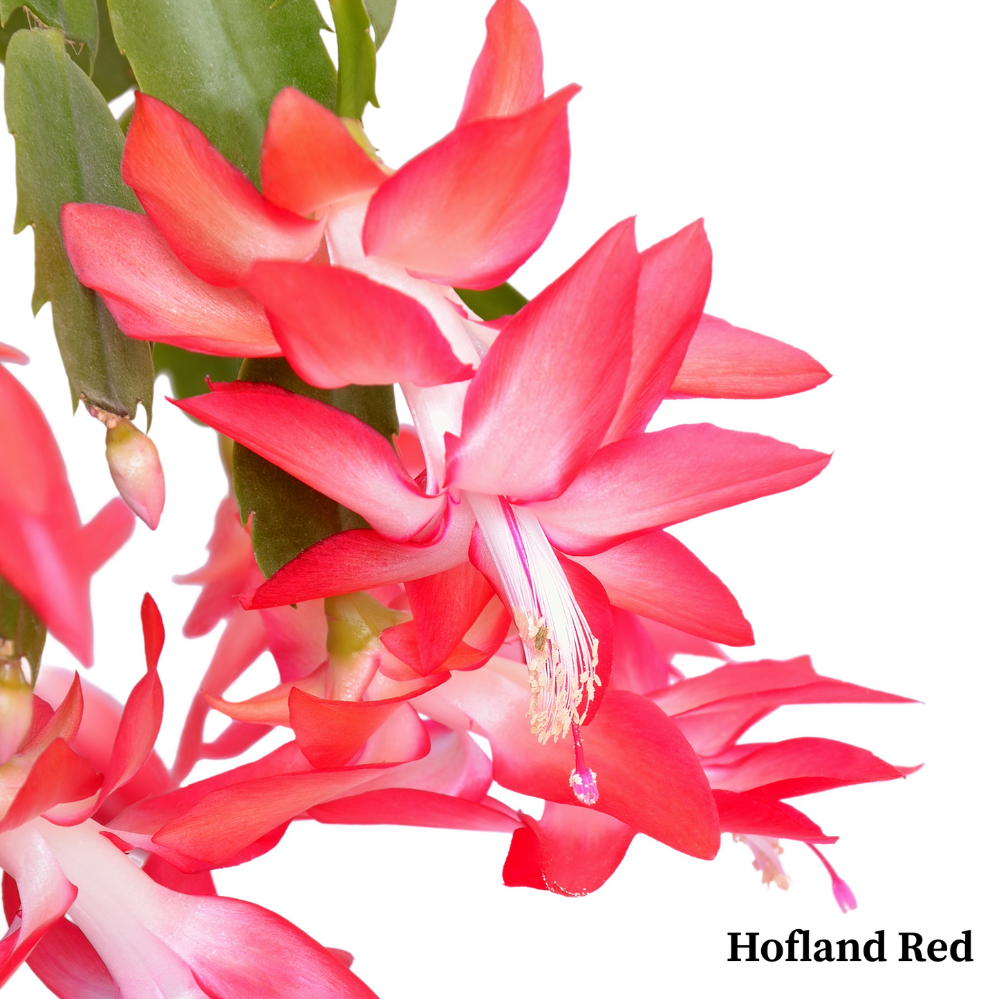 Thanksgiving Cactus - 'Christmas Cactus'