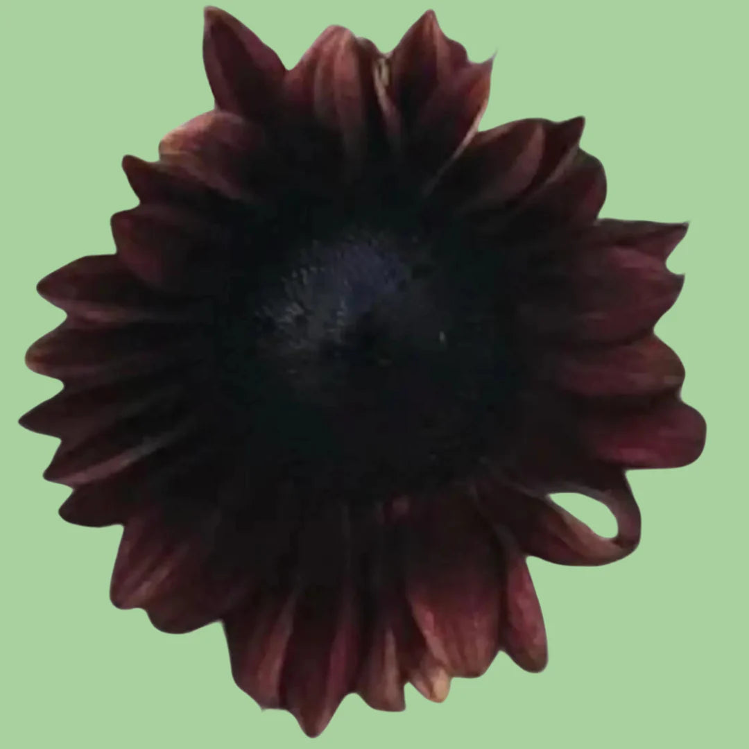 Sunflower ProCut Red seeds