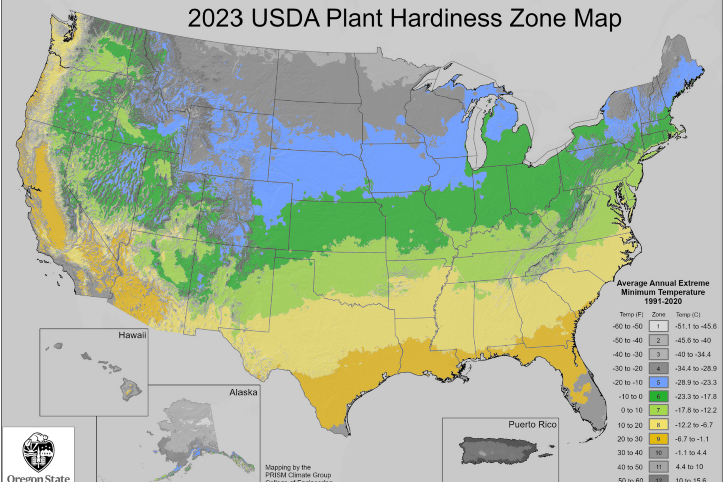 Apple Tree 'Granny Smith'