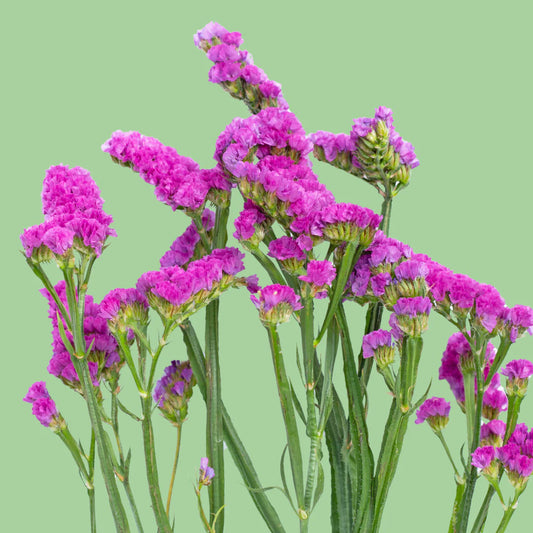 Statice QIS rose seeds