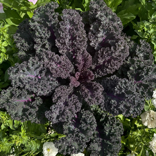 Scarlet red Kale seeds