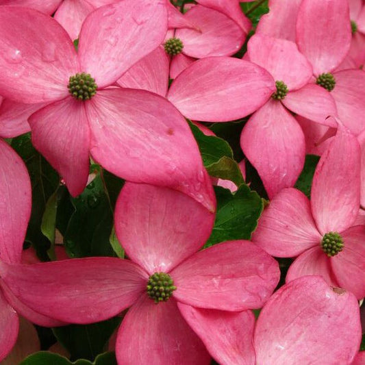 Flowering Dogwood Tree 'Scarlet Fire 'Rutpink' Dogwood’
