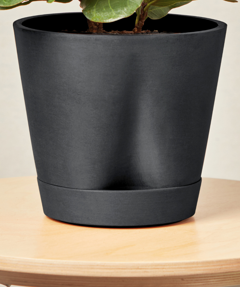 Monstera Thai Constellation