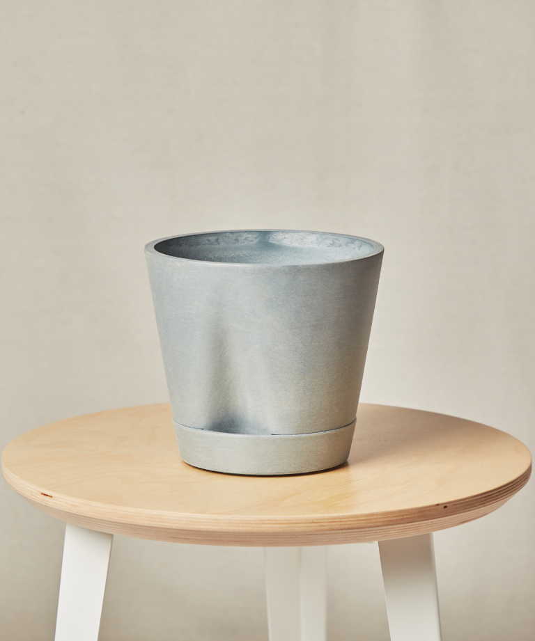 Monstera Thai Constellation