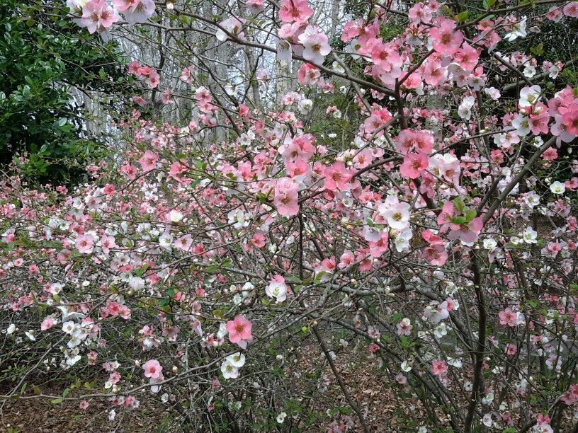 Flowering Quince 'Toyo Nishiki'