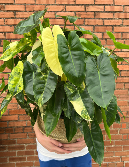 Philodendron Burle Marx Variegated