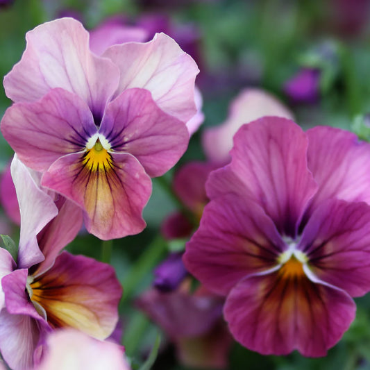 Viola antique plum shades seeds