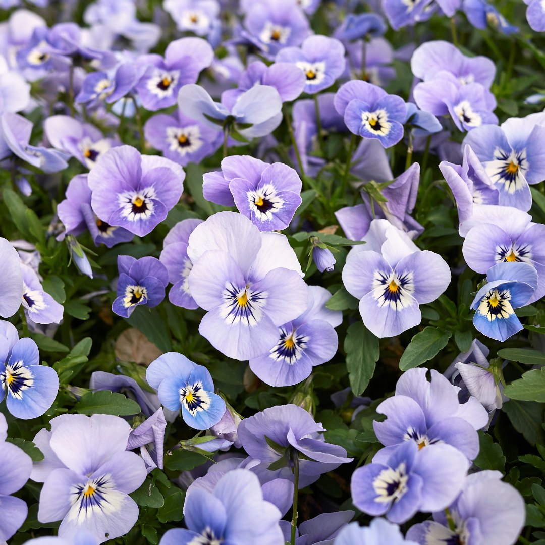 Viola Sorbet 'Marina Blue'  Seeds