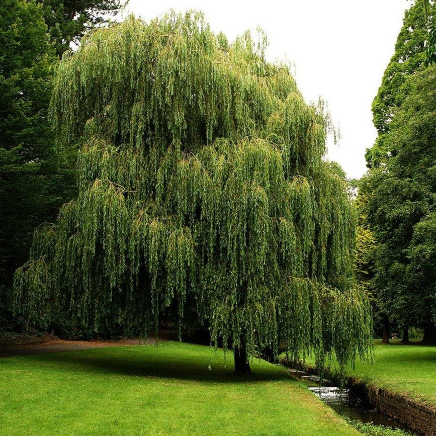 Weeping Willow