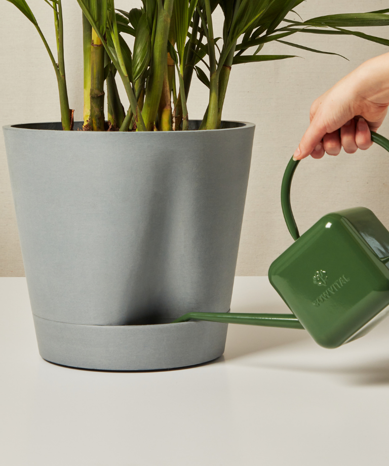 Bird of Paradise Luxe