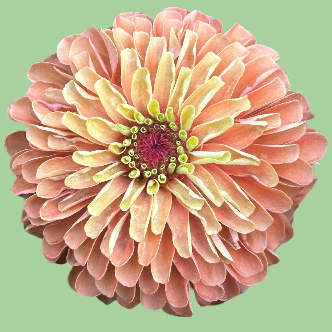 Zinnia Queen Lime 'Orange' seeds