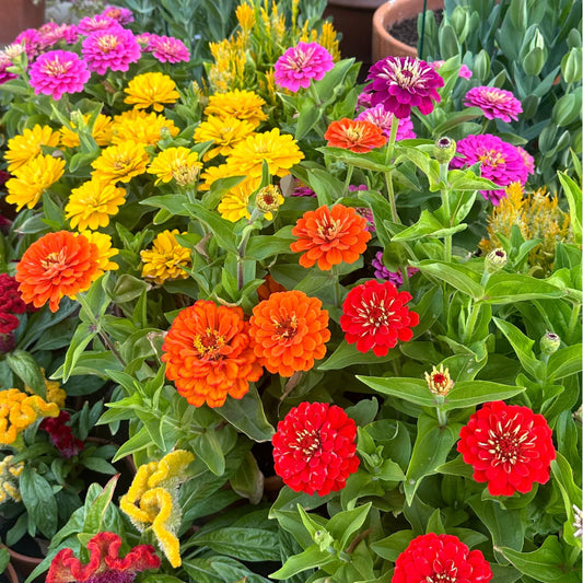 Zinnia 'Short  Stuff' Seeds